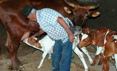 El Gobierno canario propone un pacto para garantizar continuidad de la ganadería