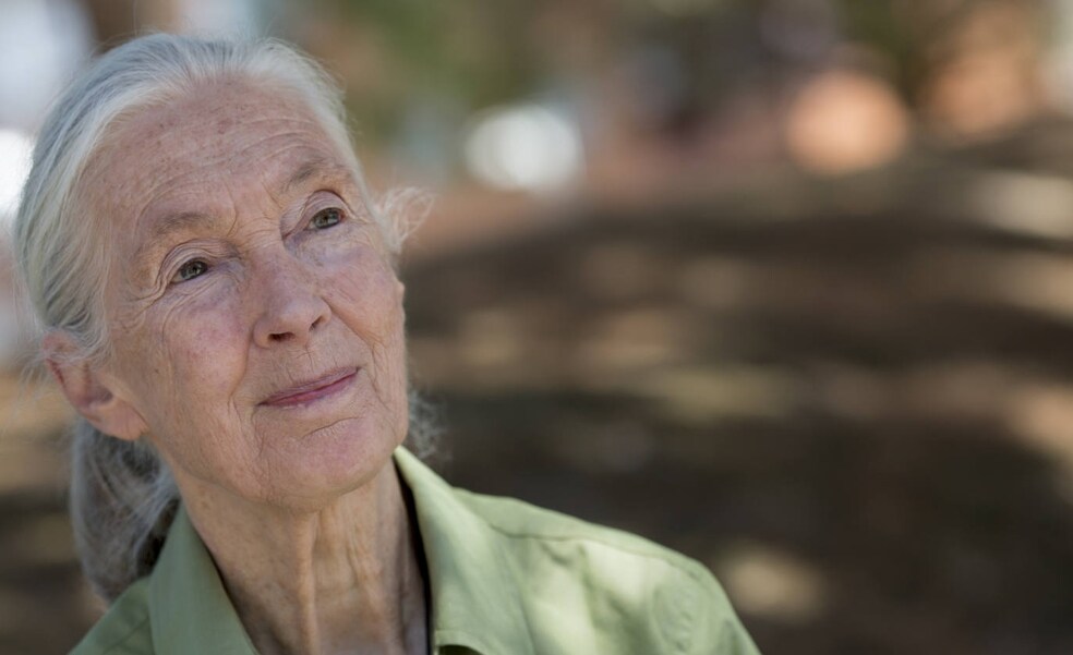 Jane Goodall: «Cuando tenía 10 años y dije que quería ir a África todos se rieron de mí»