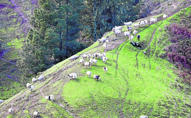 El campo canario asume un sobrecoste del 60% en piensos, abonos, SMI y luz