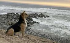 Vaguito, el perro que espera sentado frente al mar a su dueño fallecido