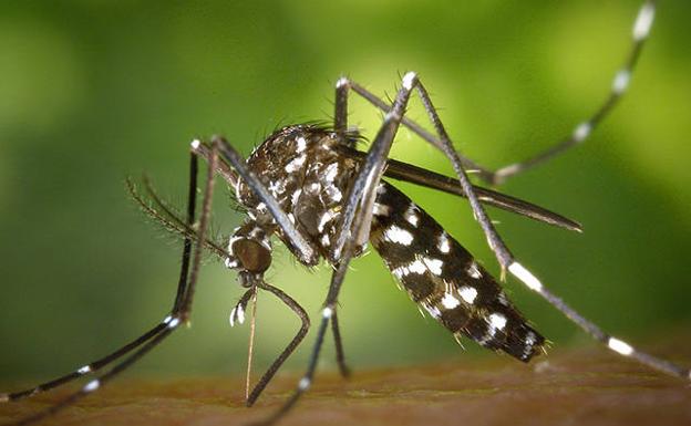 Activan un protocolo para erradicar en La Palma el mosquito 'Aedes aegypti'