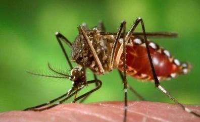 Piden extremar vigilancia para detectar el mosquito Aedes aegypti en La Palma