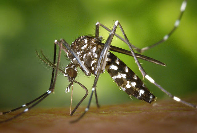They activate a protocol to eradicate the 'Aedes aegypti' mosquito on La Palma