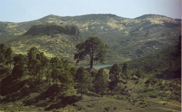 Rescatado un senderista tras sufrir una caída en Mogán