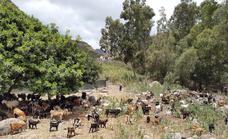 El Cabildo pagará a los pastores de 96 parcelas con riesgo de fuego