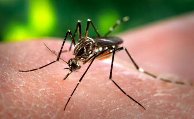 Imagen de un ejemplar del mosquito 'Aedes aegypti'. 