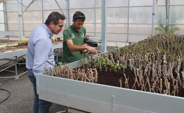 El reparto de frutales se retoma el próximo 4 de abril en la granja de Pozo Negro