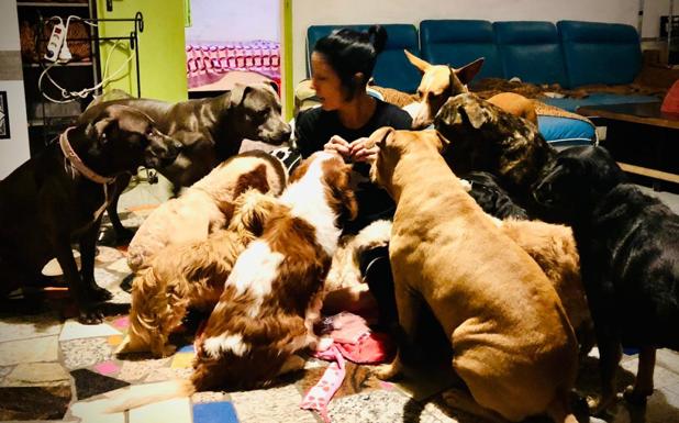 Un refugio de animales pide ayuda para mudarse a una finca en Agüimes