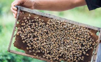 Piden acciones para la protección y recuperación de la abeja negra canaria
