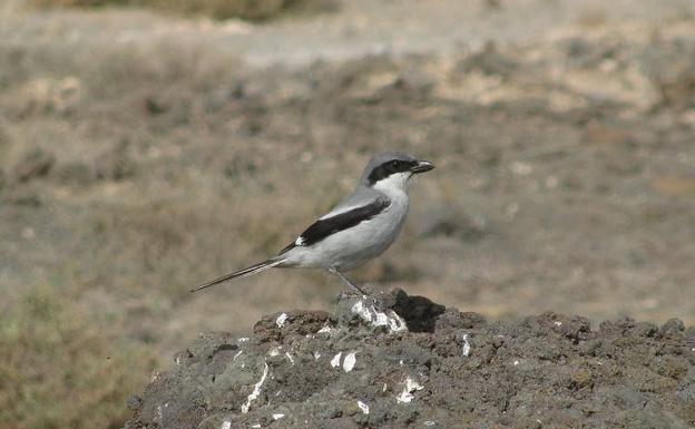 La calima de 2020 trajo aves del Sáhara nunca vistas en Canarias