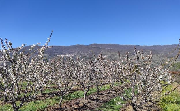Los cerezos del Valle del Jerte ya han comenzado a florecer. 