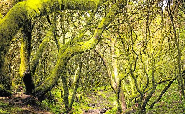 Si va a El Hierro, nada como un buen pateo por los encantos naturales de una isla que está de moda