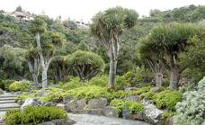 La Gomera actuará para erradicar la flora exótica
