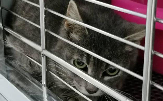 Animalistas se concentrarán este lunes ante el Cabildo para defender las colonias felinas