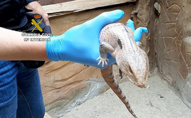 La Guardia Civil incauta 139 especies invasoras, entre ellas tres pitón