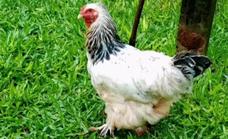 Un año de prisión por abusar sexualmente de una gallina