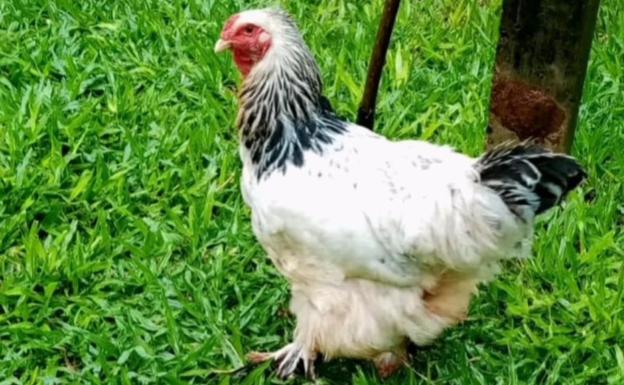 Un año de prisión por abusar sexualmente de una gallina