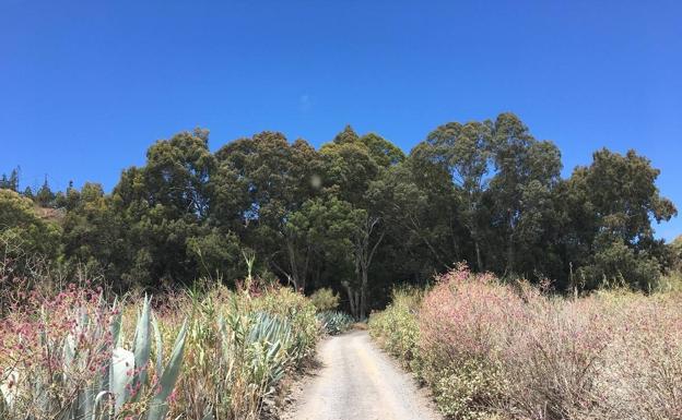 La senda de los eucaliptos rojos