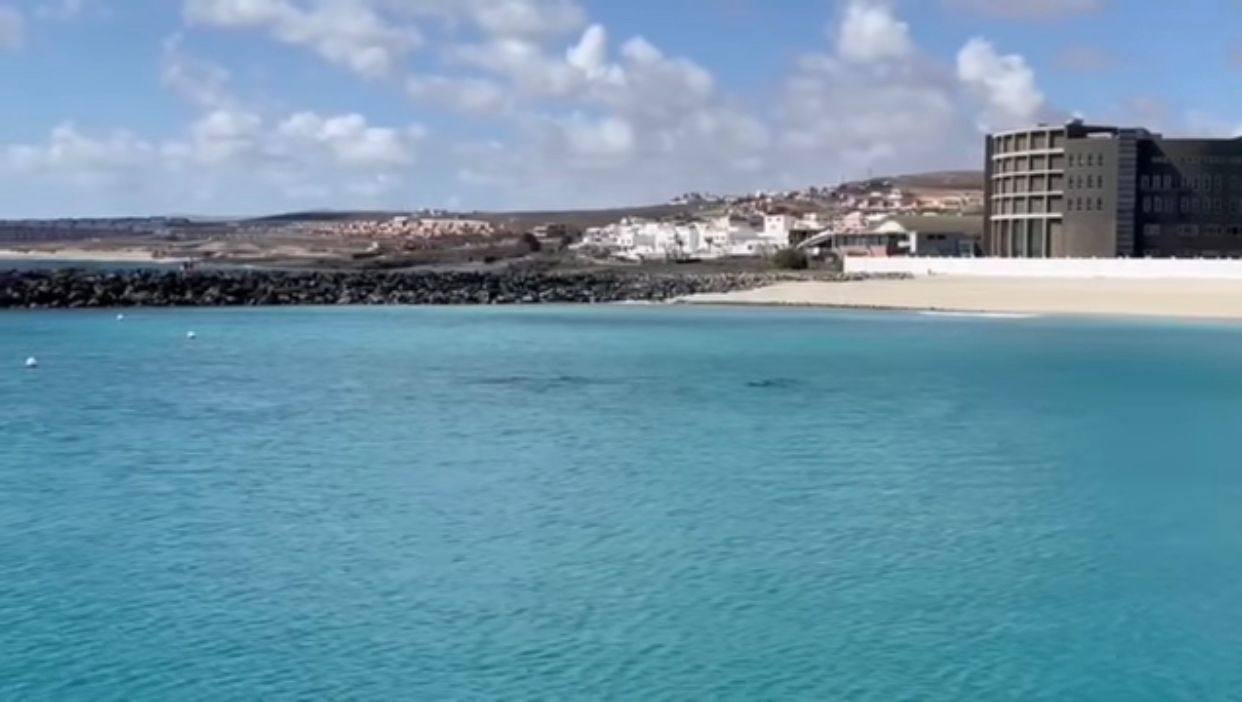 Un grupo de delfines visita la Playa de Los Pozos en Fuerteventura