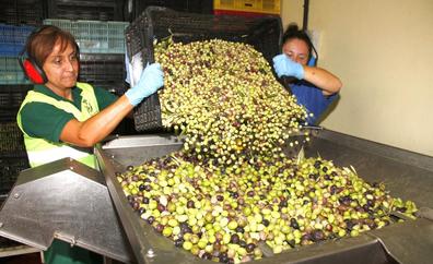 El insecticida de un productor arruina toda la cosecha de aceite de oliva de Agüimes