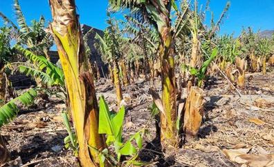 «Brotes verdes» en las plataneras afectadas por el volcán de La Palma, según el Gobierno