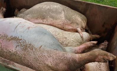 Ganaderos denuncian casos de canibalismo entre cerdos por los paros del transporte