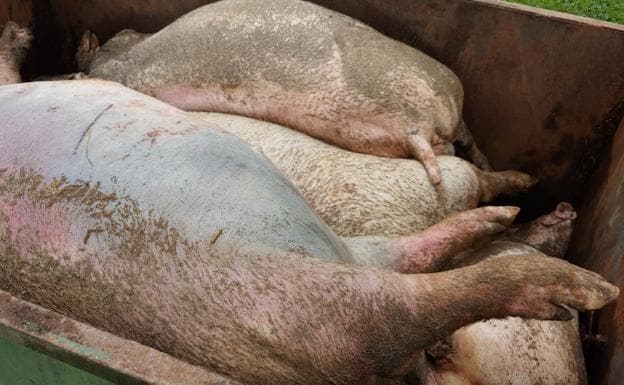 Ganaderos denuncian casos de canibalismo entre cerdos por los paros del transporte