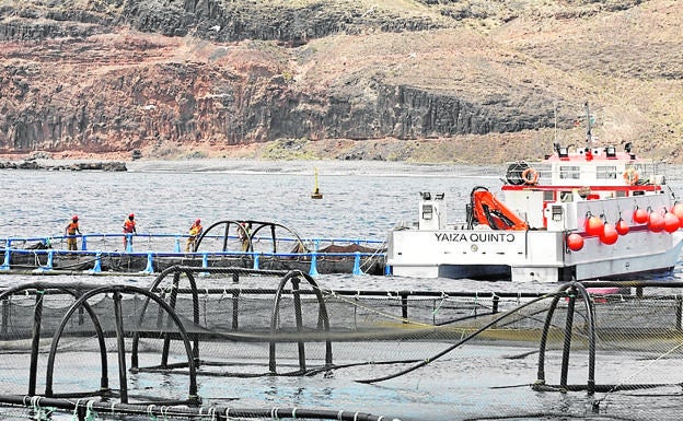 El Gobierno regional aplaza la eliminación de las jaulas marinas de Playa Quemada