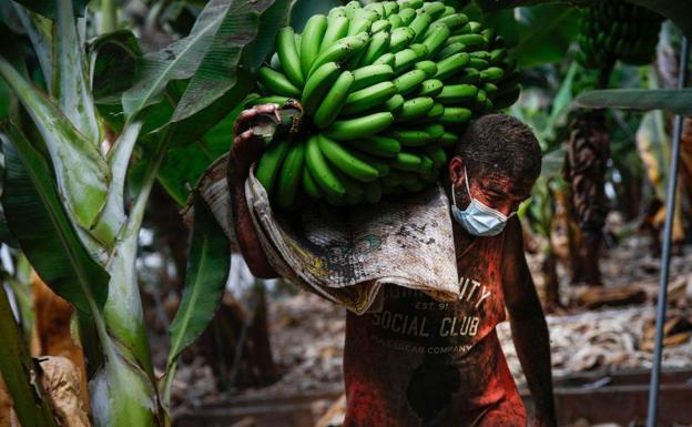 Las plataneras afectadas por la ceniza tienen un crecimiento óptimo