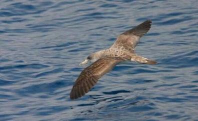 Ocho especies de aves que solo podrás ver en Canarias y en Baleares