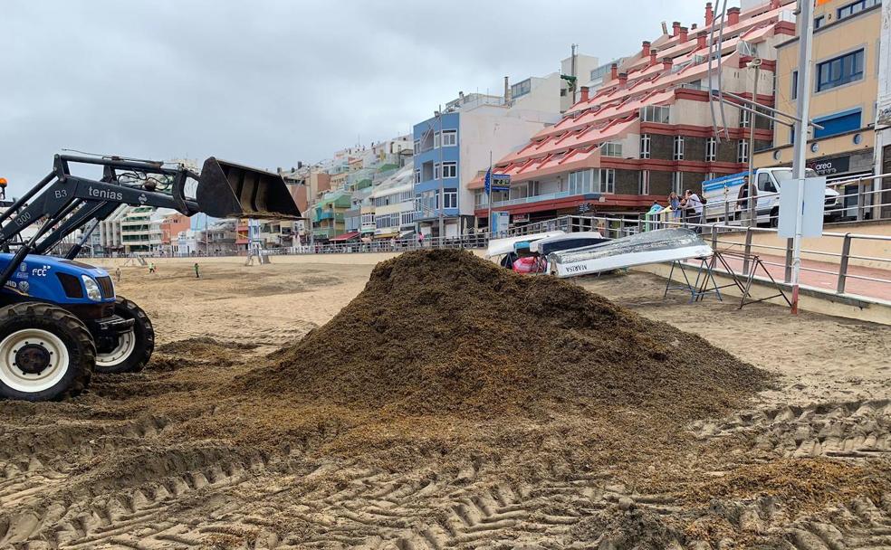 Llega una nueva marea de algas pardas a la playa de Las Canteras
