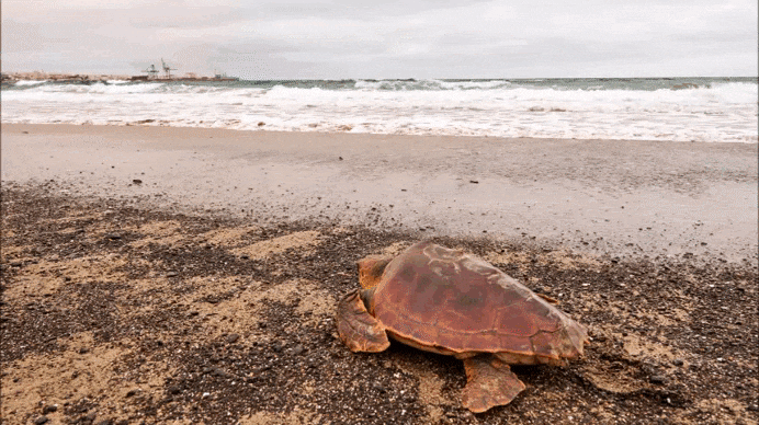 Tres tortugas regresan al mar desde Playa Blanca