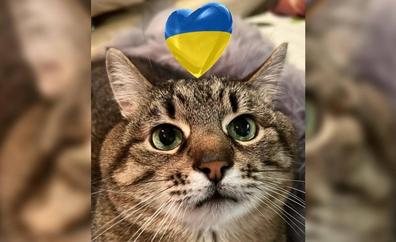El gato Stepan recauda casi 10.000 euros para ayudar a animales de Ucrania