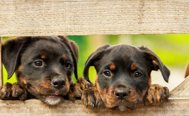 Denuncian la venta ilegal de animales encubierta bajo supuestas adopciones