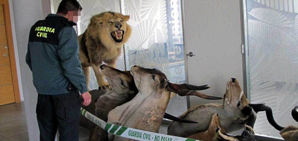 They confiscate more than 200 stuffed animals after the registration of a farm in Valencia