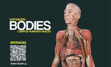 El Elder acoge la exposición internacional 'Bodies, cuerpos humanos reales'
