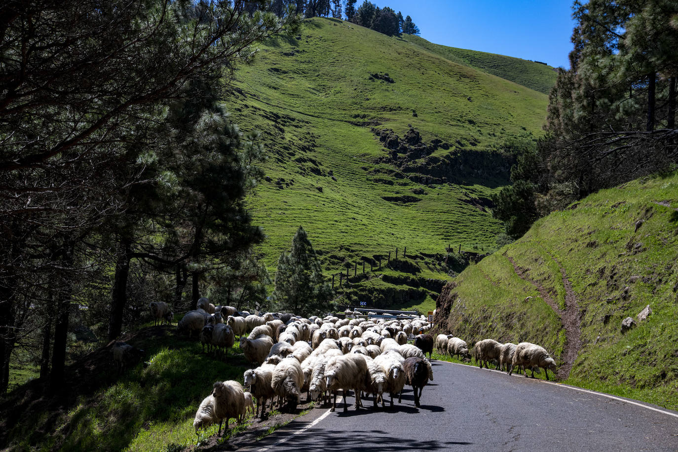 Medianías y cumbre de Gran Canaria se tornan verdes
