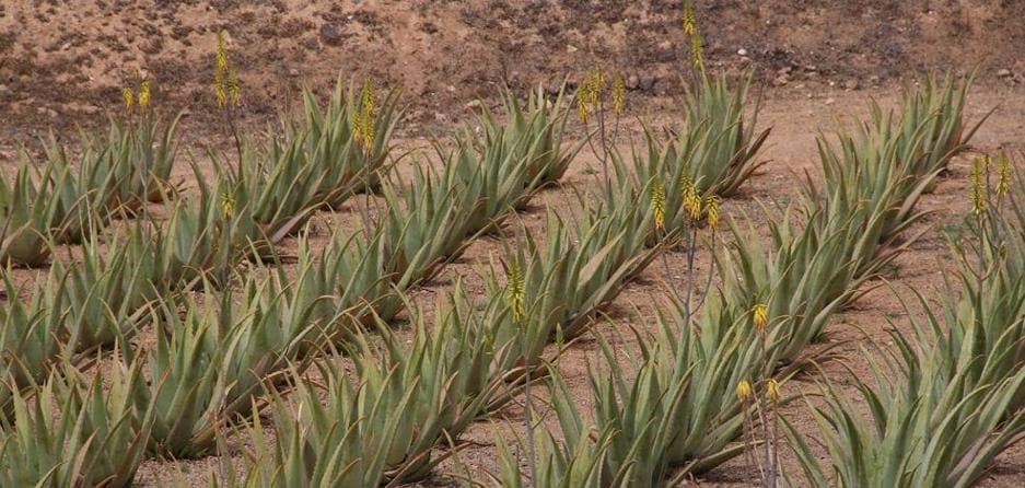 The Canarian Government calls for aid for the production of aloe vera and olive trees