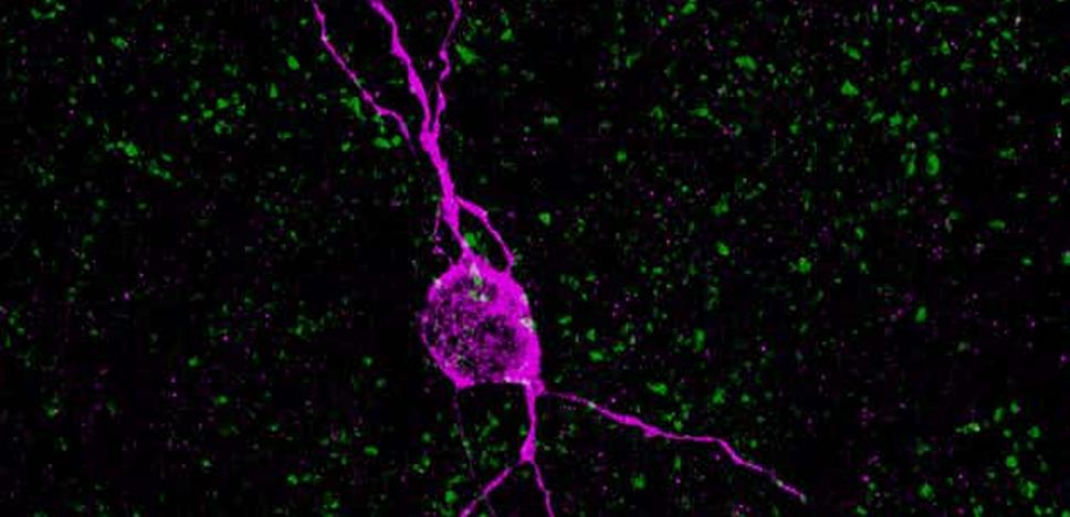 Your old brain has young neurons, but what are they for?