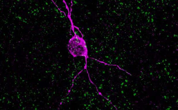 Your old brain has young neurons, but what are they for?
