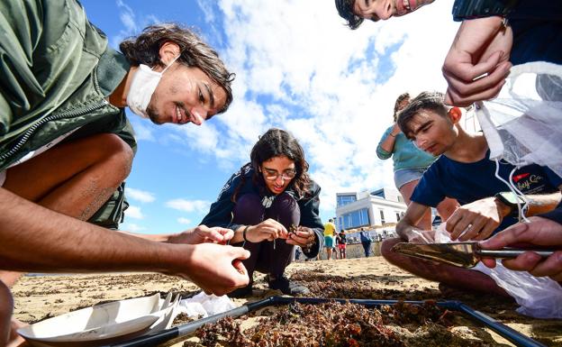 La campaña de recogida de microplásticos en Las Canteras recibe el apoyo de más de 130 voluntarios