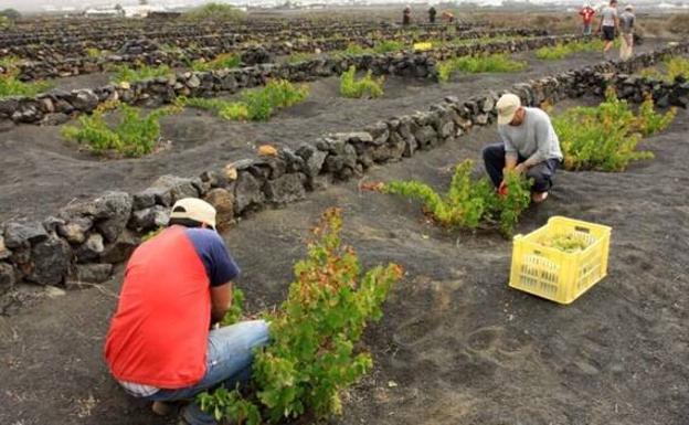 Ayudas para la producción de vinos con Denominación de Origen Protegida en Canarias
