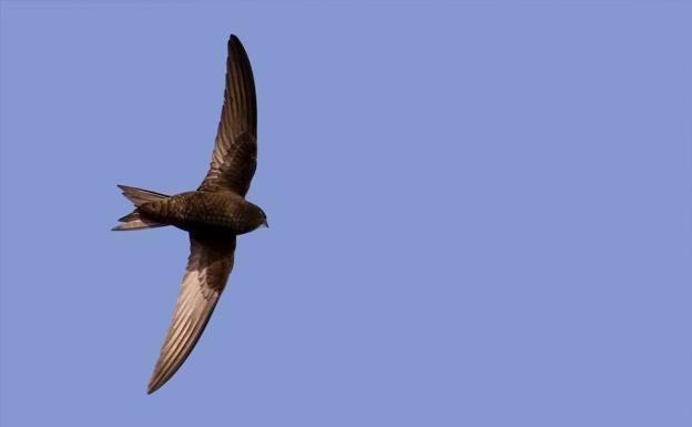 Habilitan un teléfono para informar de animales silvestres accidentados