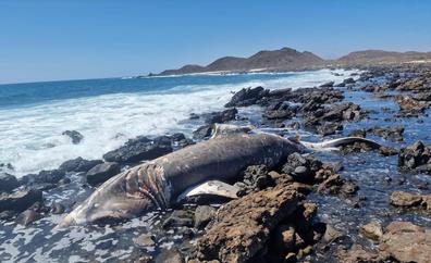 Medio Ambiente coloca carteles informativos cerca del tiburón peregrino varado en Lobos