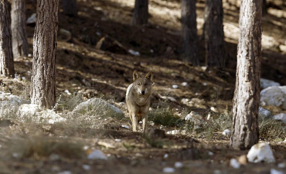 The PP asks Congress to reauthorize the hunting of wolves