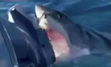 Un gran tiburón blanco aterroriza a una familia