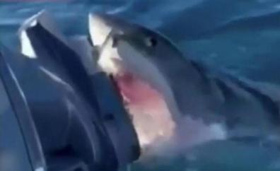 Un gran tiburón blanco aterroriza a una familia
