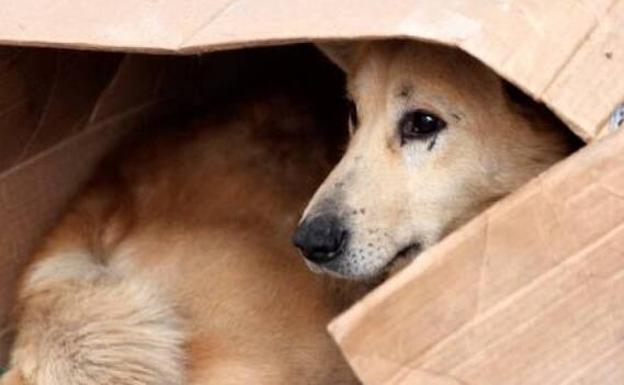 Licitan la recogida de animales abandonados de Telde por 93.388 euros