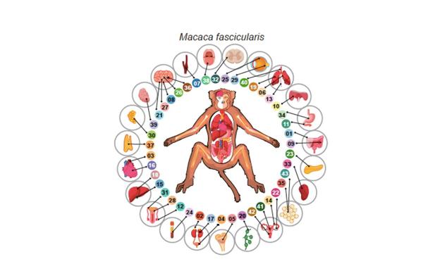 Imagen del estudio 'Cell transcriptomic atlas of the non-human primate Macaca fascicularis'. /nhpca