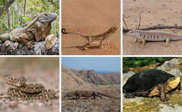 Una de cada cinco especies de reptiles está en peligro de extinción